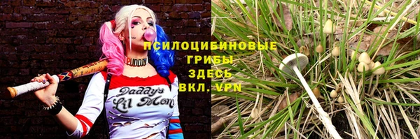 прущие грибы Иннополис